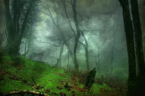 The Mysterious Forest That Sends Shivers Down Your Spine - image 4