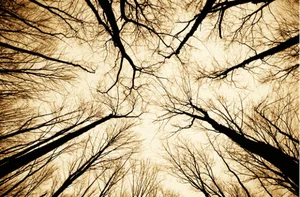 The Mysterious Forest That Sends Shivers Down Your Spine - image 2