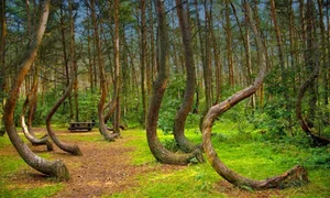 The Mysterious Forest That Sends Shivers Down Your Spine - image 9