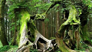 The Mysterious Forest That Sends Shivers Down Your Spine - image 0