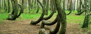 The Mysterious Forest That Sends Shivers Down Your Spine - image 3