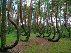 The Mysterious Forest That Sends Shivers Down Your Spine - image 5