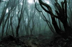The Mysterious Forest That Sends Shivers Down Your Spine - image 6