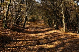 The Mysterious Forest That Sends Shivers Down Your Spine - image 1