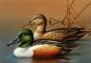 Rare Northern Shoveler Duck Spotted in Vietnam Thrills Birdwatchers - image 6