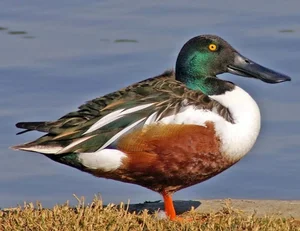 Rare Northern Shoveler Duck Spotted in Vietnam Thrills Birdwatchers - image 5