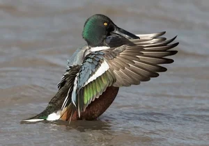 Rare Northern Shoveler Duck Spotted in Vietnam Thrills Birdwatchers - image 0