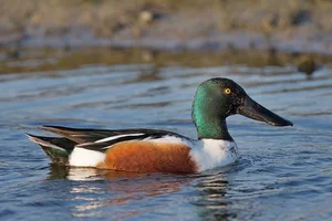 Rare Northern Shoveler Duck Spotted in Vietnam Thrills Birdwatchers - image 8