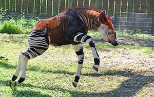 Snakes With Legs and the World's Most Unusual Animal Mutations - image 11