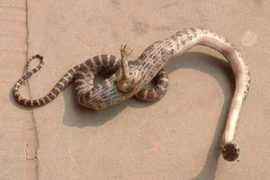 Snakes With Legs and the World's Most Unusual Animal Mutations - image 12