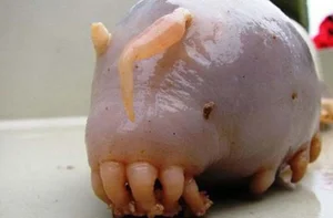 Snakes With Legs and the World's Most Unusual Animal Mutations - image 3