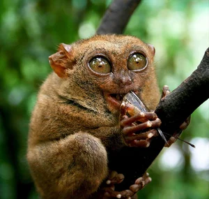 Snakes With Legs and the World's Most Unusual Animal Mutations - image 6