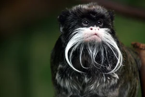 Snakes With Legs and the World's Most Unusual Animal Mutations - image 7