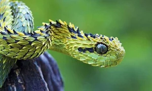 Snakes With Legs and the World's Most Unusual Animal Mutations - image 2