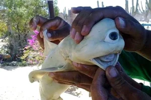 Snakes With Legs and the World's Most Unusual Animal Mutations - image 4