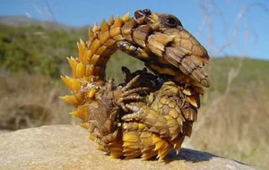 Snakes With Legs and the World's Most Unusual Animal Mutations - image 0