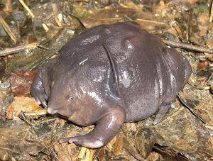 Snakes With Legs and the World's Most Unusual Animal Mutations - image 5