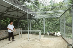 Singer Viet Hoan's Peaceful Life in a 10,000-Square-Meter Garden Estate - image 2