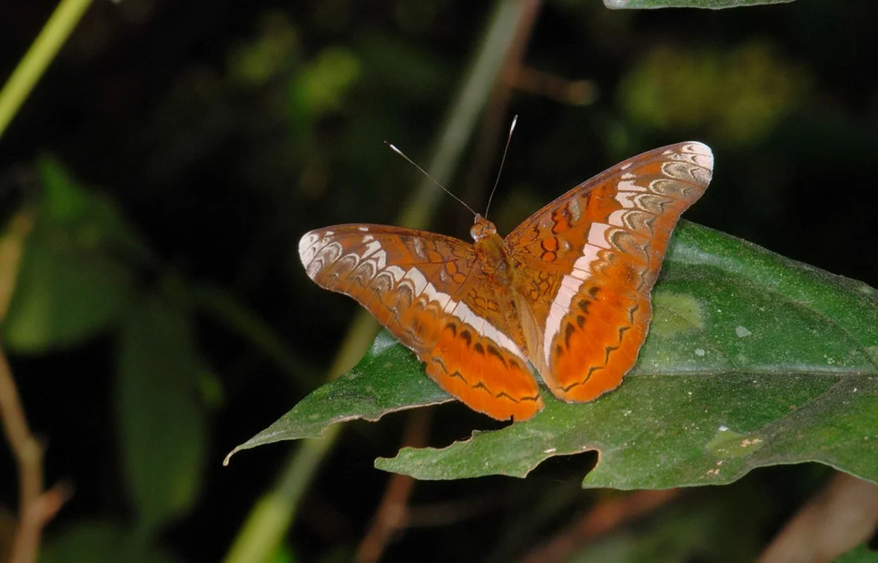 Exotic Wildlife of Cuc Phuong National Park Through International Lenses