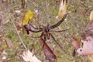 Exotic Wildlife of Cuc Phuong National Park Through International Lenses - image 7