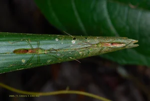 Exotic Wildlife of Cuc Phuong National Park Through International Lenses - image 10