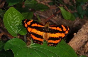 Exotic Wildlife of Cuc Phuong National Park Through International Lenses - image 3
