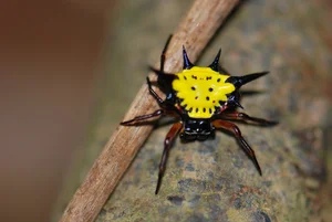 Exotic Wildlife of Cuc Phuong National Park Through International Lenses - image 5