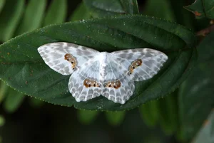 Exotic Wildlife of Cuc Phuong National Park Through International Lenses - image 2