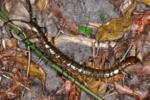 Exotic Wildlife of Cuc Phuong National Park Through International Lenses - image 4