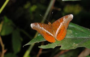 Exotic Wildlife of Cuc Phuong National Park Through International Lenses - image 0