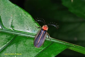 Exotic Wildlife of Cuc Phuong National Park Through International Lenses - image 11