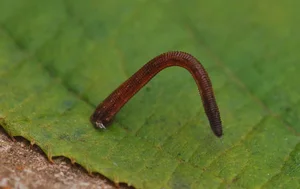 Exotic Wildlife of Cuc Phuong National Park Through International Lenses - image 1