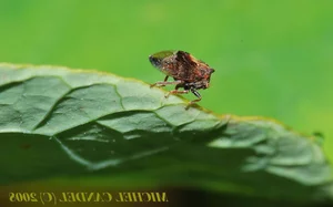 Exotic Wildlife of Cuc Phuong National Park Through International Lenses - image 6