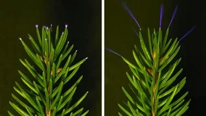 Unlocking the Mystery: Why Purple Light Appears in Forests During Thunderstorms - image 1