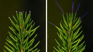 Unlocking the Mystery: Why Purple Light Appears in Forests During Thunderstorms - image 7