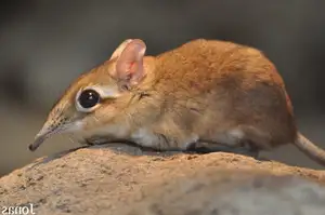 Discover the Unique 'Tiny Elephant': Elephant Shrew's Incredible Speed & Superior Memory - image 5
