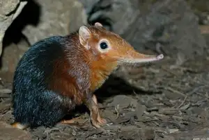 Discover the Unique 'Tiny Elephant': Elephant Shrew's Incredible Speed & Superior Memory - image 0