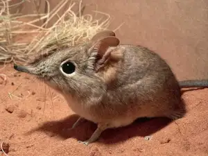 Discover the Unique 'Tiny Elephant': Elephant Shrew's Incredible Speed & Superior Memory - image 1