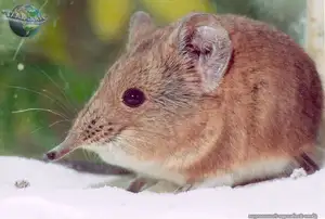 Discover the Unique 'Tiny Elephant': Elephant Shrew's Incredible Speed & Superior Memory - image 4