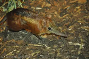 Discover the Unique 'Tiny Elephant': Elephant Shrew's Incredible Speed & Superior Memory - image 6