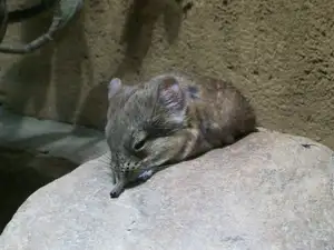 Discover the Unique 'Tiny Elephant': Elephant Shrew's Incredible Speed & Superior Memory - image 2
