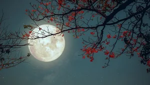 The Wolf Moon and Mars: A Spectacular Celestial Occultation Event - image 5