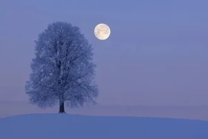 The Wolf Moon and Mars: A Spectacular Celestial Occultation Event - image 1