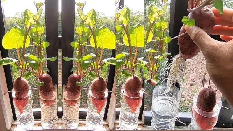 4 Kitchen Roots to Grow into Beautiful Houseplants