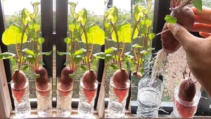 4 Kitchen Roots to Grow into Beautiful Houseplants - image 0