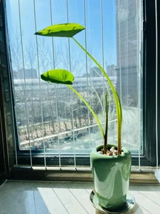 4 Kitchen Roots to Grow into Beautiful Houseplants - image 5