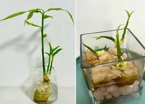 4 Kitchen Roots to Grow into Beautiful Houseplants - image 9