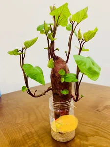 4 Kitchen Roots to Grow into Beautiful Houseplants - image 3