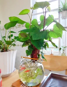 4 Kitchen Roots to Grow into Beautiful Houseplants - image 7