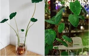 4 Kitchen Roots to Grow into Beautiful Houseplants - image 2